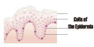 The epidermis layer provides a barrier to infection from environmental pathogens and regulates the amount of water released from the body into the atmosphere through transepidermal water loss. Cells Of The Epidermis 3 Layers Of The Skin Skin Cell Functions