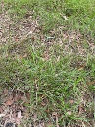 Image result for Sporobolus spicatus