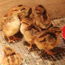 Black And White Speckled Chicken Name Posts About Speckled Sussex On Just Be Farm Speckle Animals Sussex