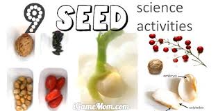 Science activities for kids about seeds. 9 Seed Science Activities For Kids
