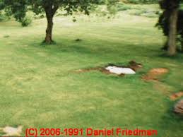 How to fix clogged septic drain field. Signs Of Septic System Failure Step By Step Diagnosis
