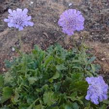 Image result for Scabiosa col.`Butterfly Blue`