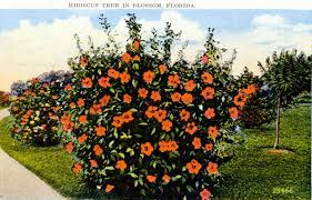 Hibiscus tree overview how to grow tropical hibiscus. Florida Memory Hibiscus Tree In Blossom Florida