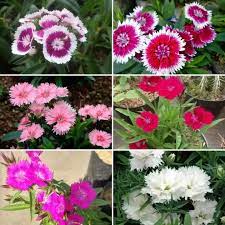Check 'bunga anyelir' translations into english. Bunga Anyelir Lazada Indonesia