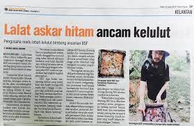 Masalah tersebut diedahkan oleh jabatan pertanian yang menyifatkan kes tersebut amat serius kerana ia melibatkan serangan lalat askar hitam atau black soldier fly (bsf). Lalat Askar Hitam Ancam Kelulut Mentari Bee Island Facebook