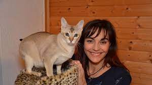 Die singapura katze wurde 1975 von der amerikanischen familie meadows in die usa eingeführt. Singapura Eine Kleine Exotische Raritat