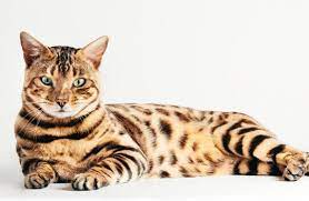 Bengal Cat Breed Size Appearance Personality