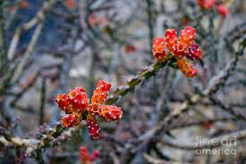 The park is located in the eastern mojave desert off of interstate 40, 56 miles west of needles, 116 miles east of barstow, and 16 miles northwest of the essex road exit. Christmas Cholla Vibrancy Photograph By Janet Marie
