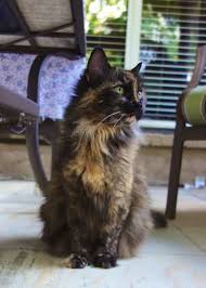 Meow Monday Plain Chicken Cats Pretty Cats Kittens Cutest
