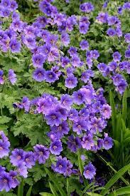 Purple Geraniums Perennial Geranium Wild Geranium Flower Garden