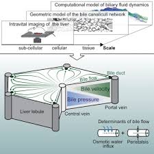 While the greatest portion sits in the right hypochondriac region, it extends past the epigastrium and over into the left hypochondriac region. A Predictive 3d Multi Scale Model Of Biliary Fluid Dynamics In The Liver Lobule Cell Systems