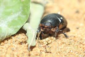 Image result for Pentodon