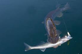 Pin By David Moss On Animals Fish Cool Fish Fly Fishing