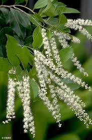 Image result for Homalium