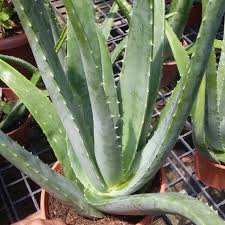 Budidaya di dalam pot, dimana spesies ini membutuhkan tanah berpori dan berpasir. Baja Pokok Lidah Buaya 100 200 Pasu Aloevera Fertilizer 500gram Shopee Malaysia