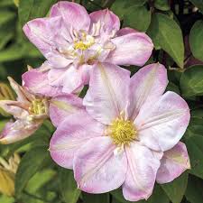 Check spelling or type a new query. Vines From Michigan Bulb Innocent Blush Clematis