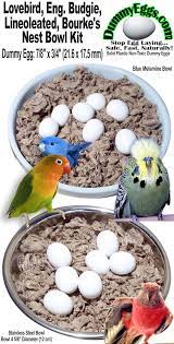 Pin By Kristi Van On Boys Bird Eggs Love Birds Nest Budgies
