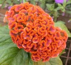 Orange And Peach Crested Celosia Flower Seeds Annual Flowers Flowers