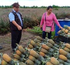 Terdapat dua kategori tanaman di Anim Agro Technology Jenis Dan Sistem Pertanian Di Malaysia