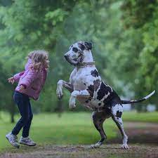 Little Kids And Their Big Dogs Volume 2 Big Dogs Caucasian Shepherd Dog Dane Puppies