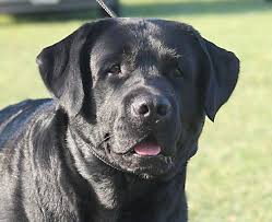 Cedarbrook S Herbie Labradorretriever Labrador Retriever Labrador Puppy Labrador