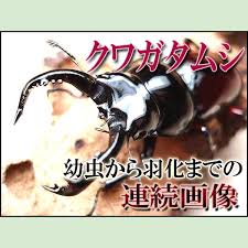 INSECT ULTIMA インセクト アルティマ - おちゃのこさいさい