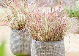 Image result for Stolzia compacta