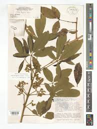 Image result for Vitex ferruginea