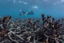 Despite being named a world heritage site in 1981 and being dubbed one of the seven wonders of the natural world, it still only calls itself 'great'. Scope Of Great Barrier Reef S Massive Coral Bleaching Alarms Scientists