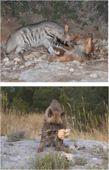 Neo-taphonomy of striped hyena (Hyaena hyaena) in Israel - ScienceDirect