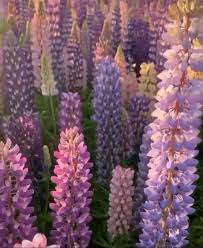 Lupins In Full Bloom In New Zealand Bloom Boarder Plants Garden Yard Ideas