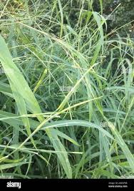 Image result for Rottboellia