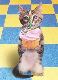 Just like dogs, cats age very rapidly during their first two years of life. Figure Out Your Cat S Age In Cat Years Cool And Crazy Cats
