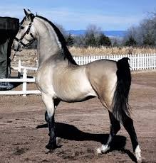 Image result for Light Buckskin 1990 Colt