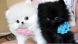 Teacup Black And Brown Pomeranian Image Result For Teacup Pomeranian Puppies For Sale 250 Pomeranian Puppy Teacup Cute Baby Animals Pomeranian Puppy