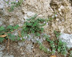 Image result for Endostemon villosus