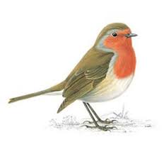 Image result for robin clipart