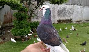 Konsumsi makanannya pun cukup terjangkau, tentu burung ini tidak akan boros dalam makanan dan perawatannya. Ciri Ciri Burung Merpati Tinggian Yang Berkualitas Bagus Burungnya Com
