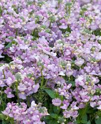 Image result for Nemesia