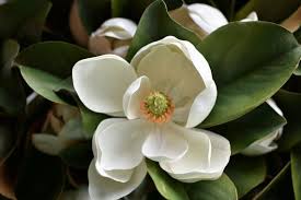 An example of protogynous plant reproduction (i.e. 24 Faux Magnolia Blossom Stem Etsy