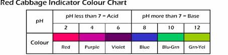 test ph levels with red cabbage discovery express