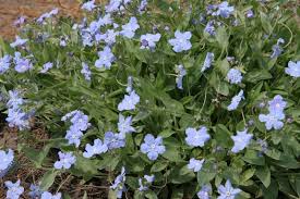 Bodendecker Fur Den Schatten Die 10 Besten Arten Bodendecker Pflanzen Bluhende Pflanzen