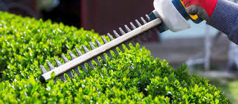 Es ist kinderleicht, eine hecke zu düngen. Wann Sollte Ich Die Hecke Schneiden Garten Ratgeber Com