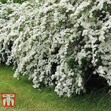 It will do best in a relatively. Spiraea X Arguta Bridal Wreath Hardy Flowering Shrub 2 Litre Pot Size