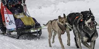 La béringuia est une course de chiens de traîneaux peu banale. Courses De Chiens De Traineaux La Grande Odyssee S Ouvre Dans Un Format Remanie Le Point