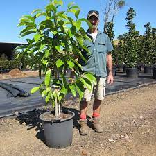 We did not find results for: Magnolia Michelia Alba Trees 35 Litre Shop Online