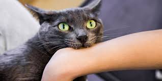 Image result for Cat Bite