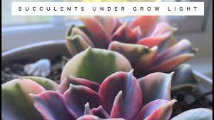 We did not find results for: Succulents Under Grow Light Youtube