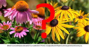 Echinacea purpurea, astratgalus membranaceus, glycerine, rhodigel easy, propyleenglucol, methylparaben (alc. What S The Difference Between An Echinacea And A Rudbeckia Laidback Gardener