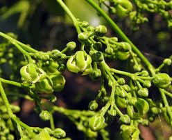 Image result for Celastraceae